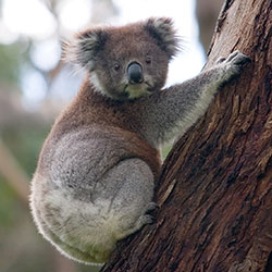 Koala Climbing Tree