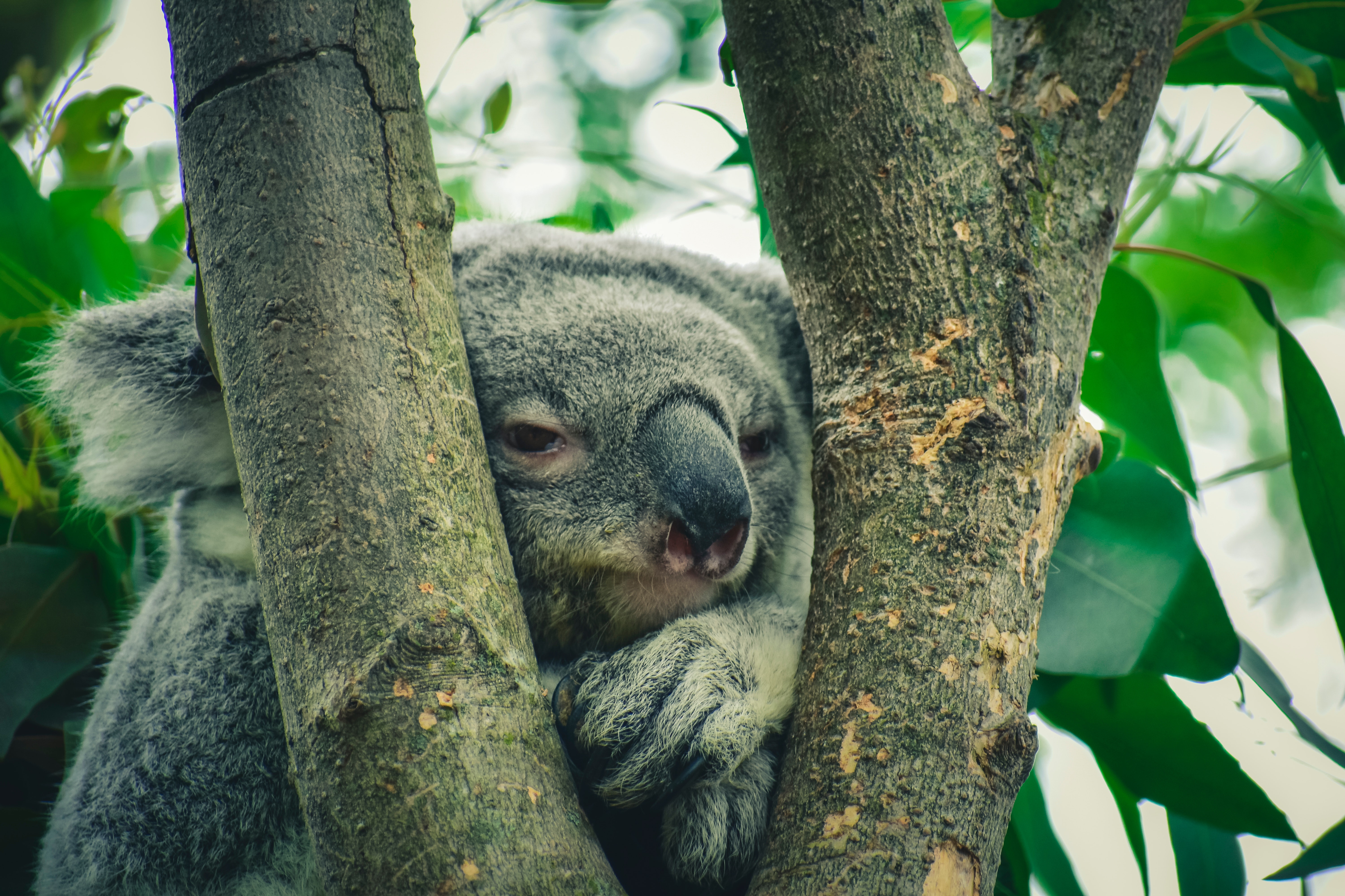 Picture of Koala