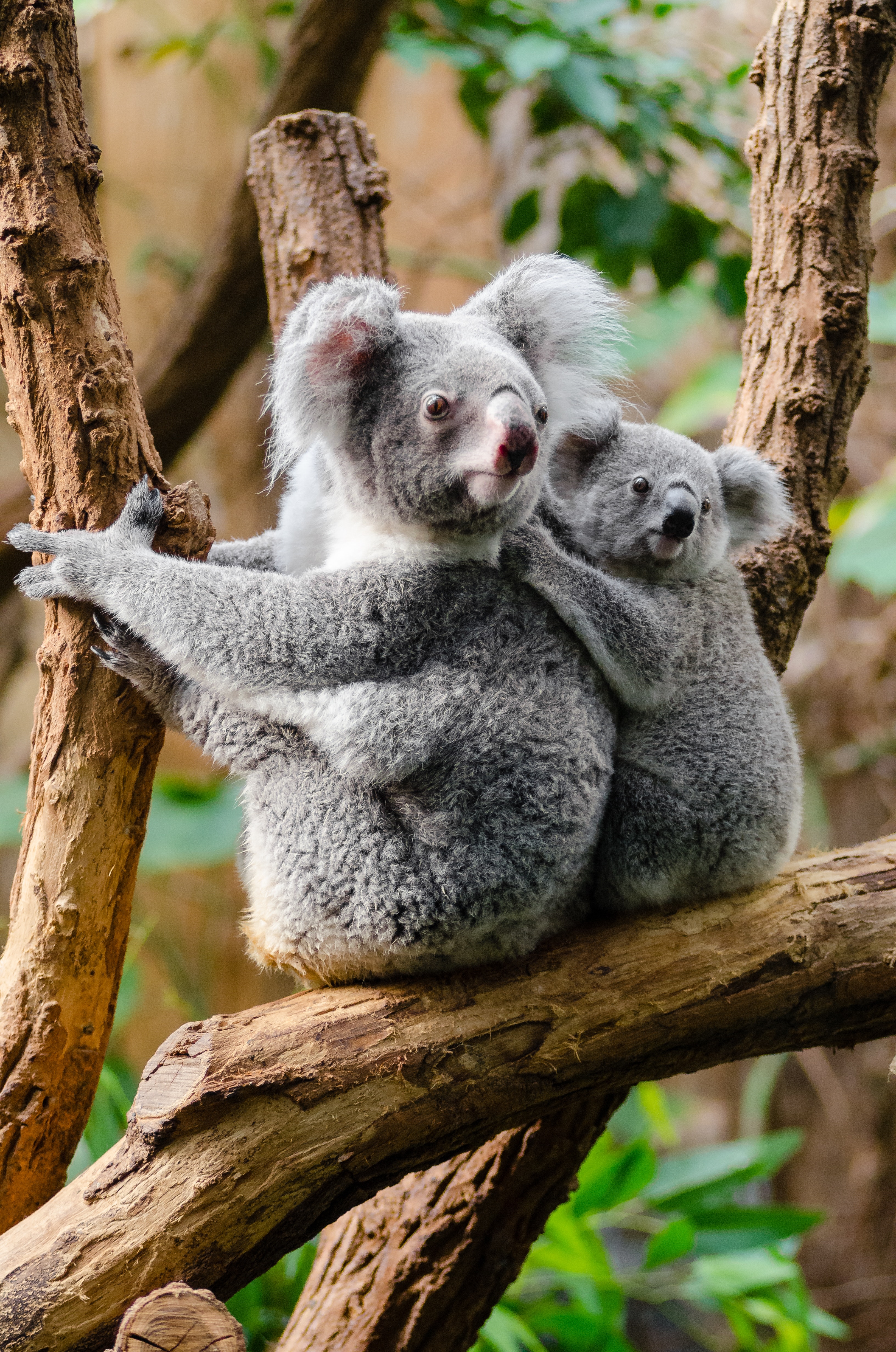 Picture of Koalas