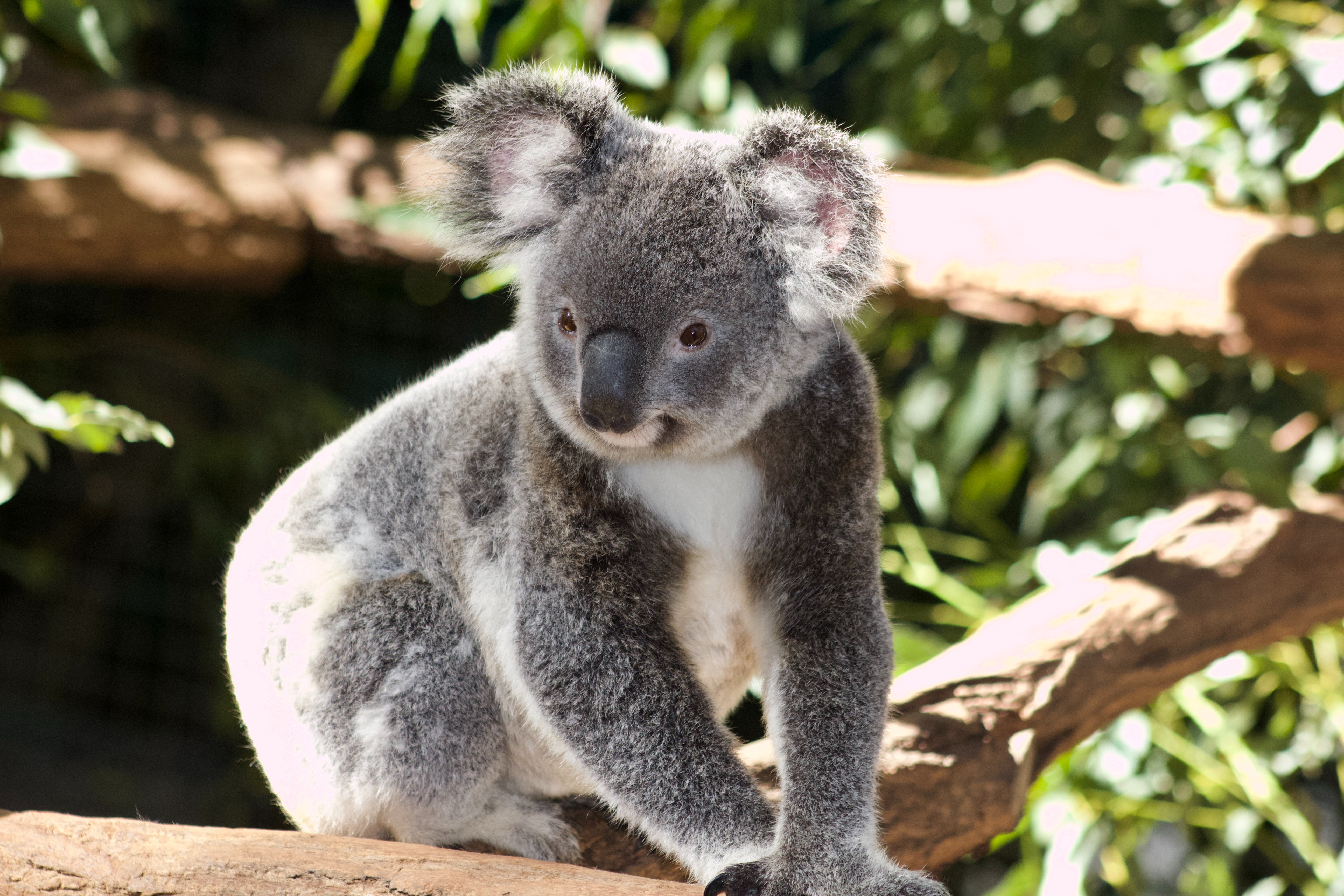 Picture of Koala