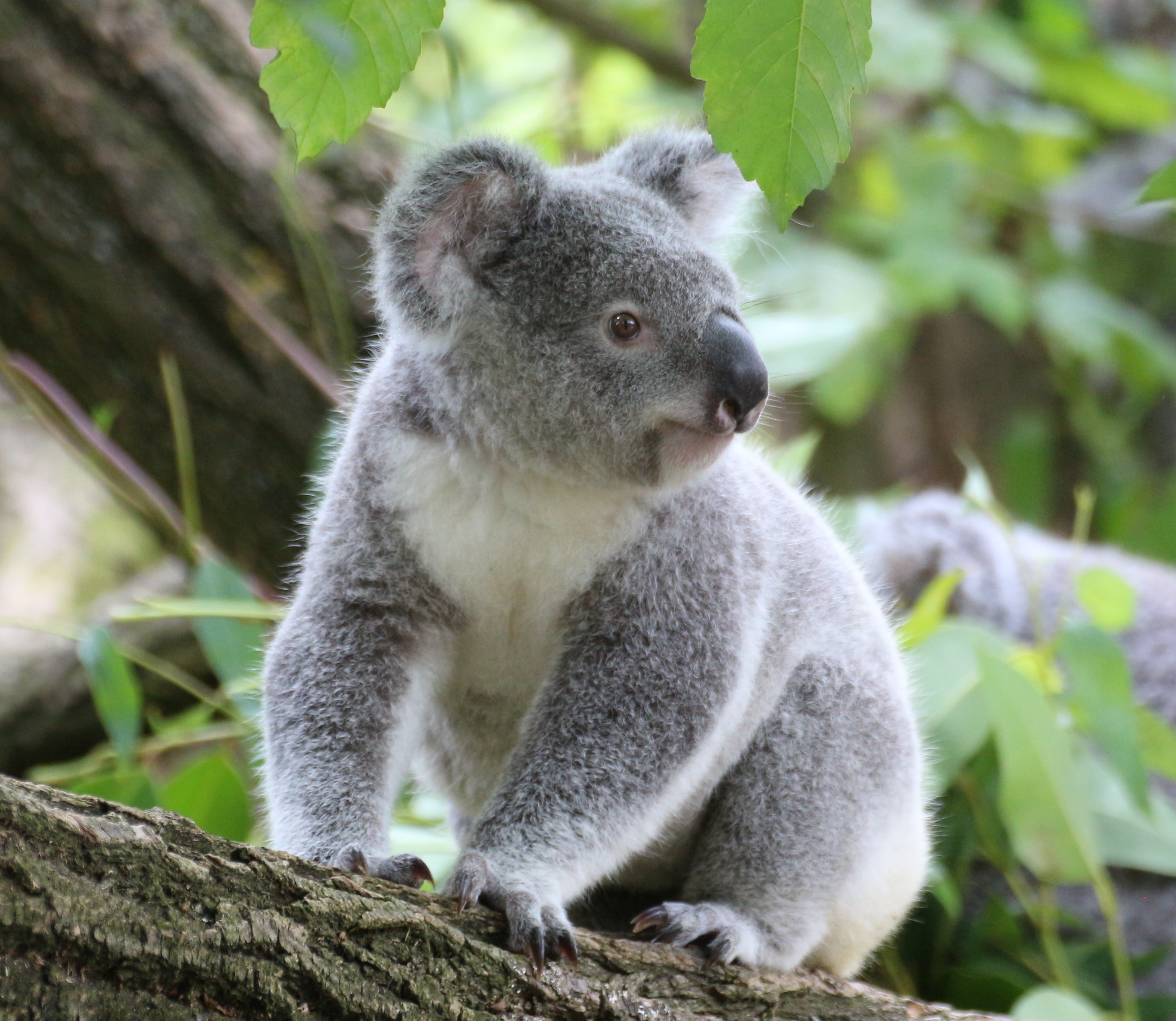 Picture of Koala