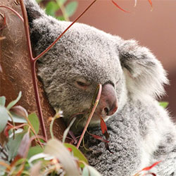 Picture of Koala C
