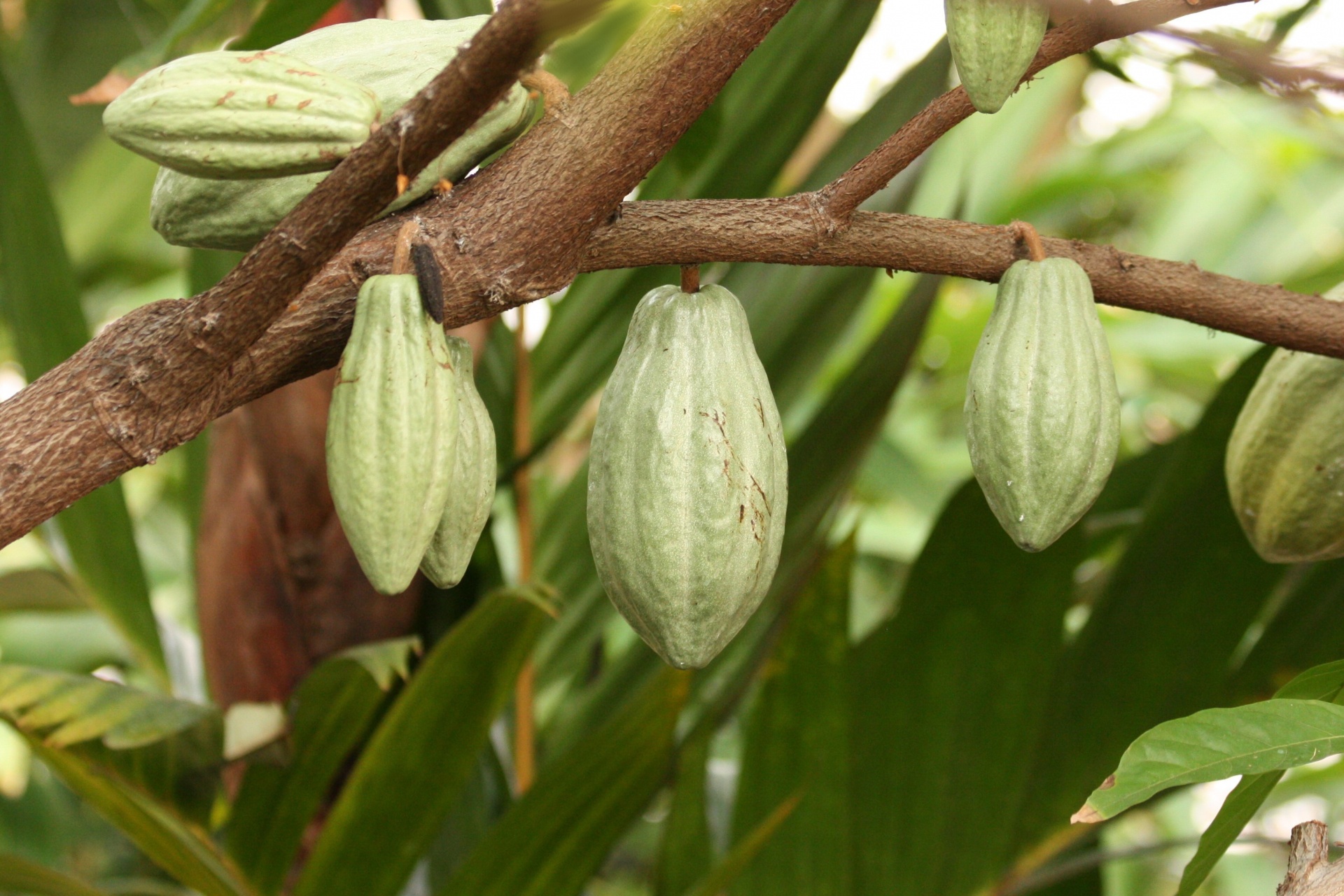 Cacao fruit.
