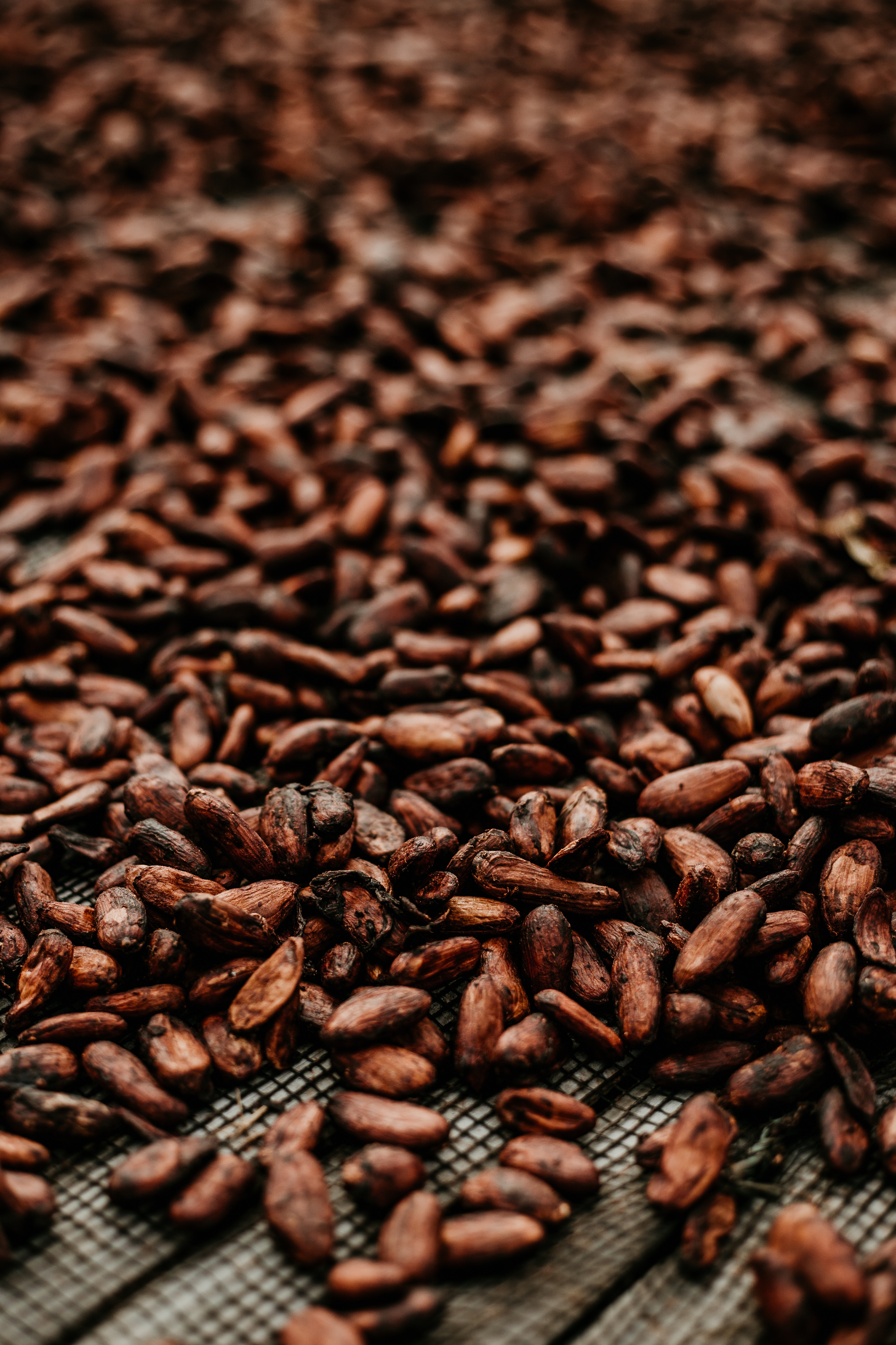Picture of cocoa beans.