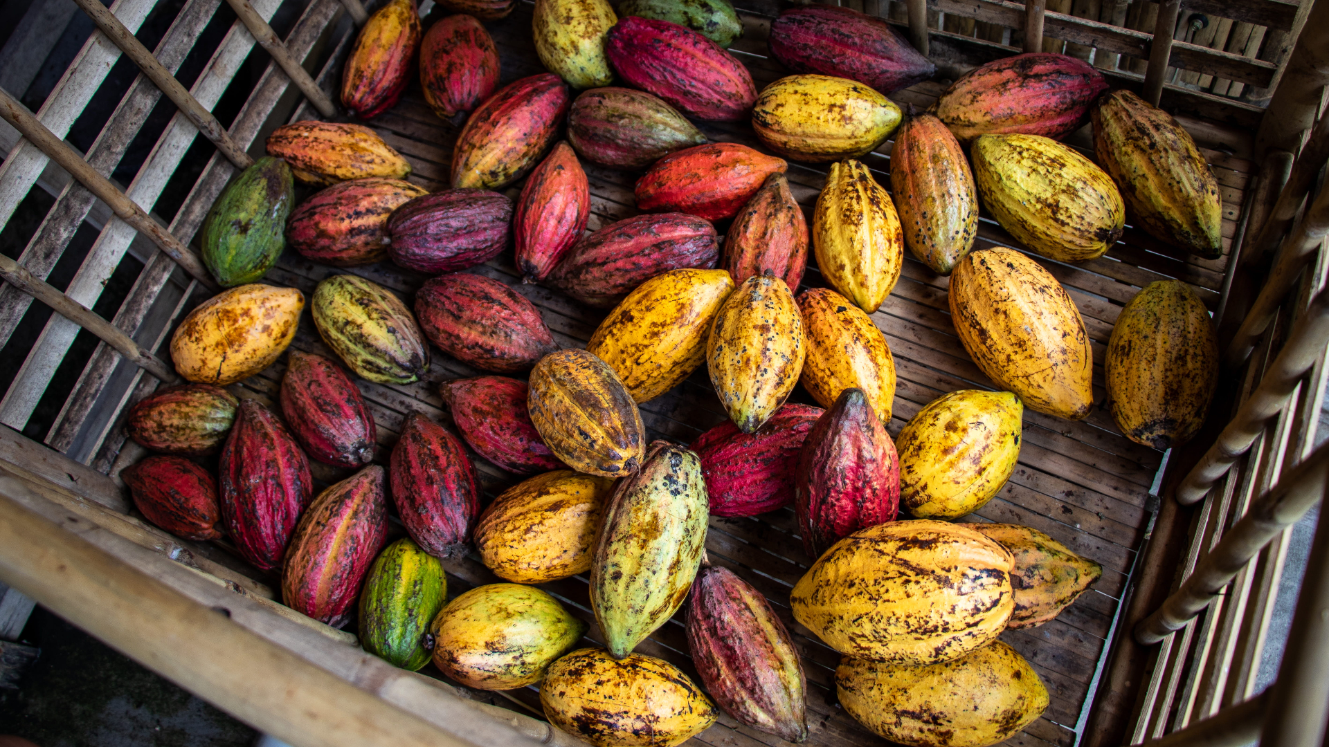Picture of Cacao fruit.